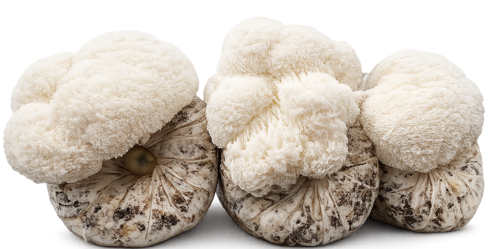 Lion’s Mane Logs
