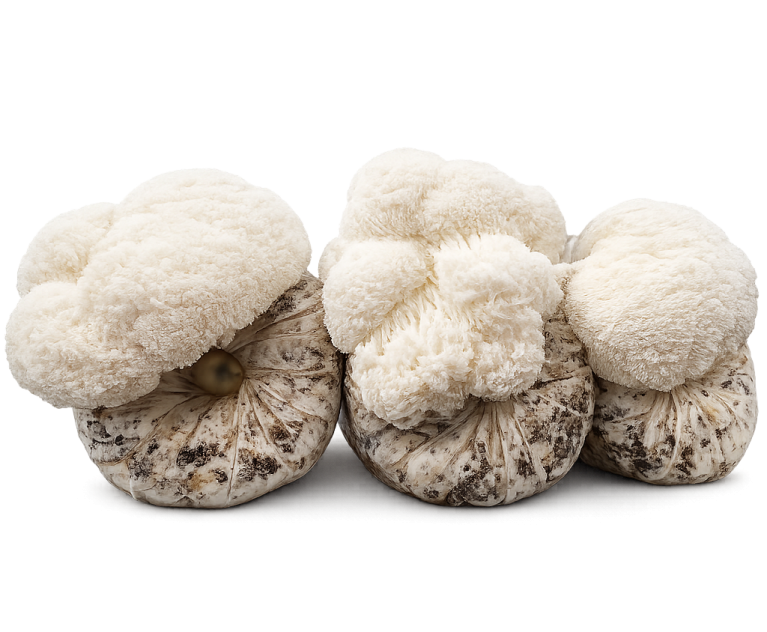 Lion’s Mane Logs