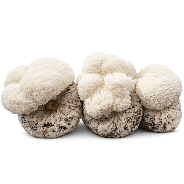 Lion’s Mane Logs