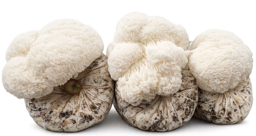 Lion’s Mane Logs