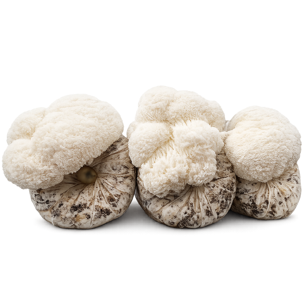 Lion’s Mane Substrate Logs