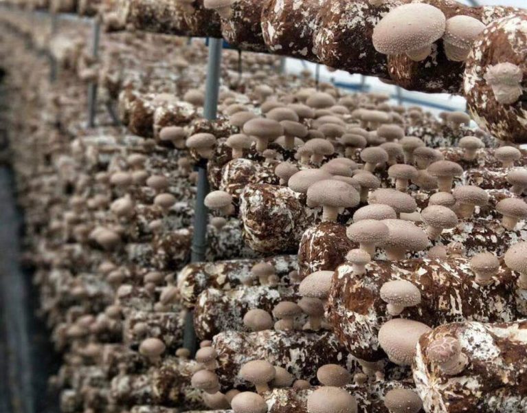 Shiitake substrate logs fruiting on growing racks