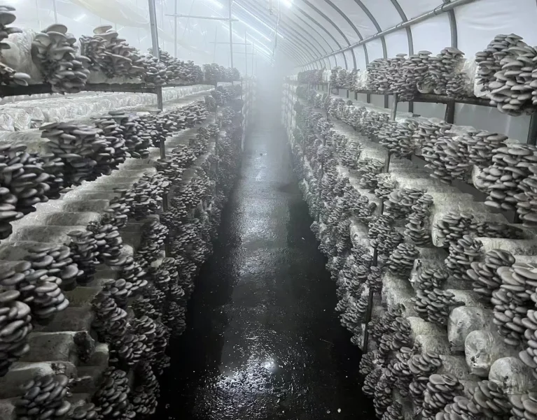 Oyster mushrooms fruiting on racks inside a growing tunnel