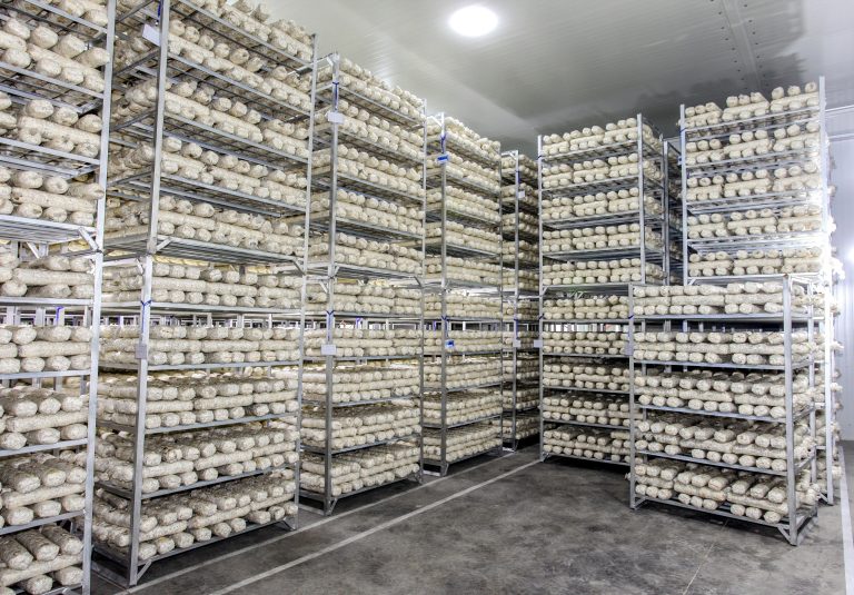 Bagged shiitake substrate logs arranged on production racks