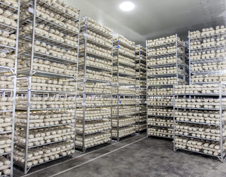 Bagged shiitake substrate logs arranged on production racks