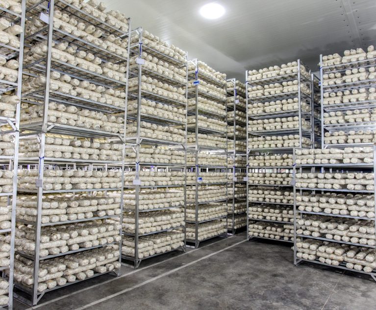Bagged shiitake substrate logs arranged on production racks