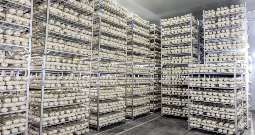 Bagged shiitake substrate logs arranged on production racks