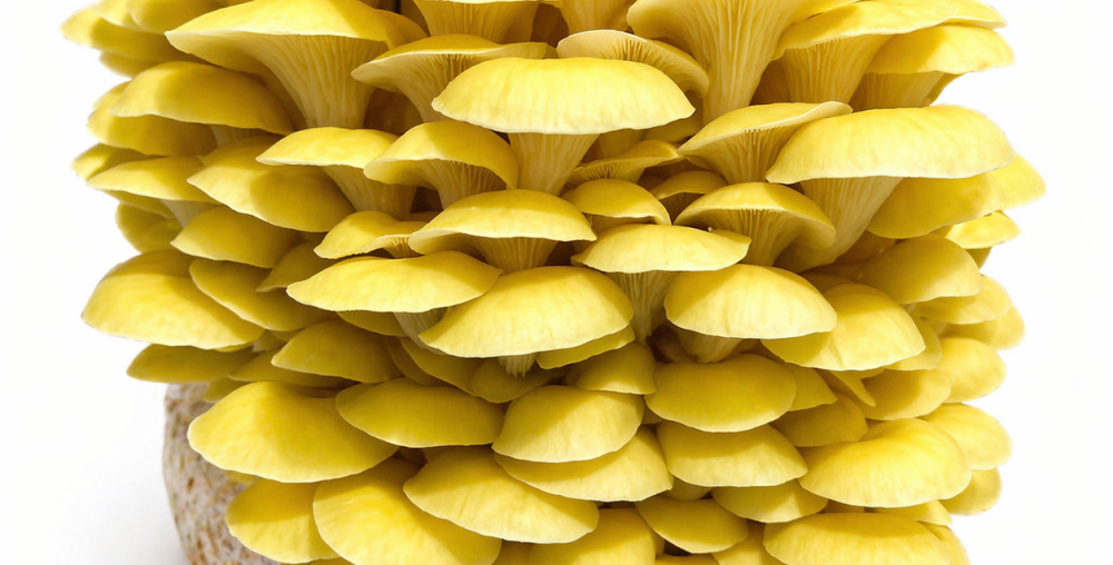 Yellow oyster log