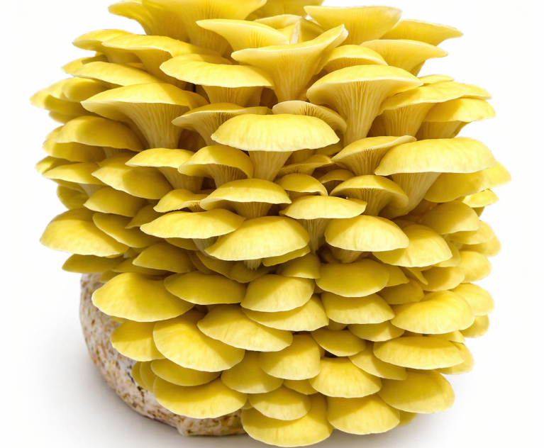 Yellow oyster log
