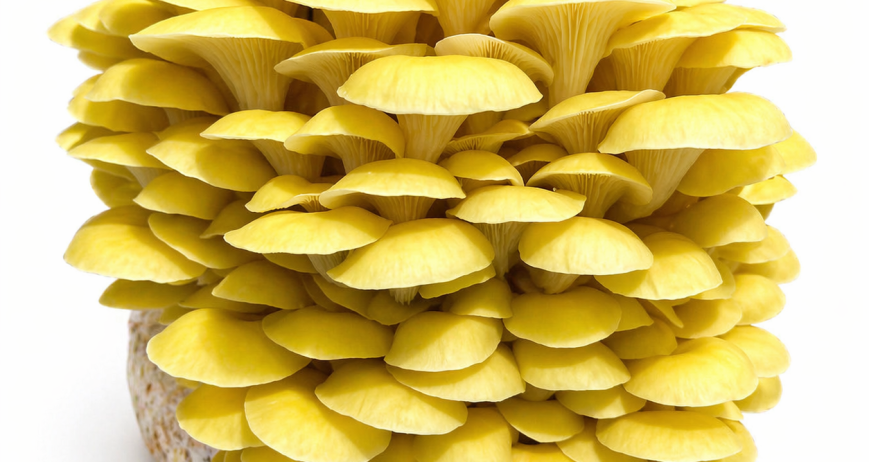 Yellow oyster log