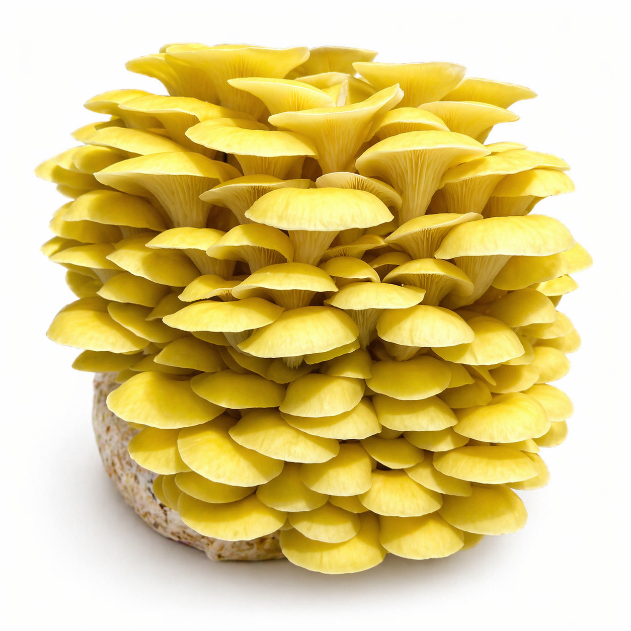Yellow Oyster Substrate Logs