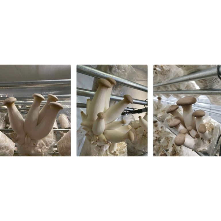 King Oyster Mushroom Logs