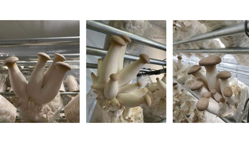 King Oyster Mushroom Logs