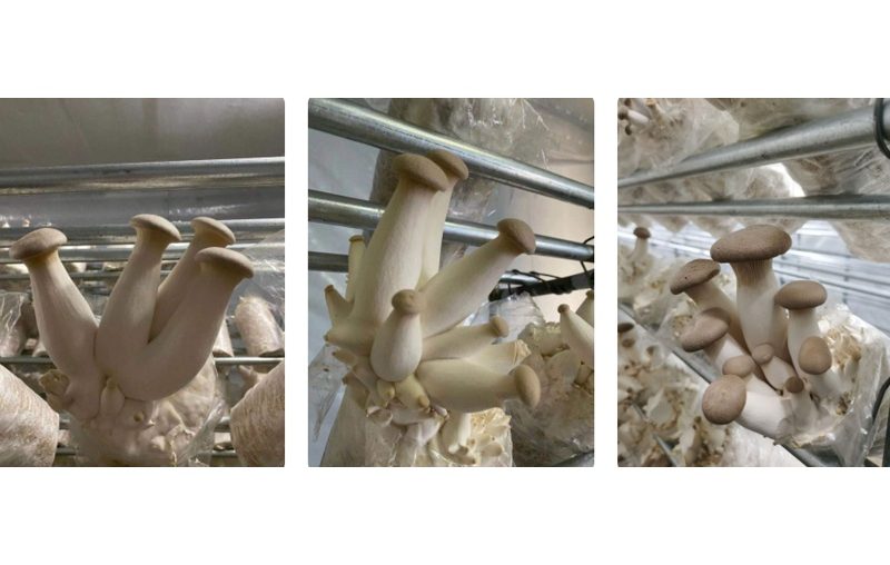 King Oyster Mushroom Logs