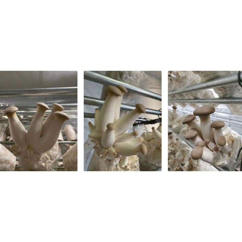 King Oyster Substrate Logs