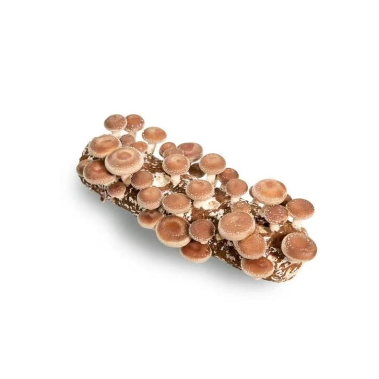 Shiitake Log