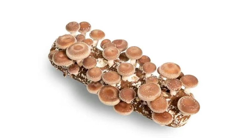 Shiitake Log