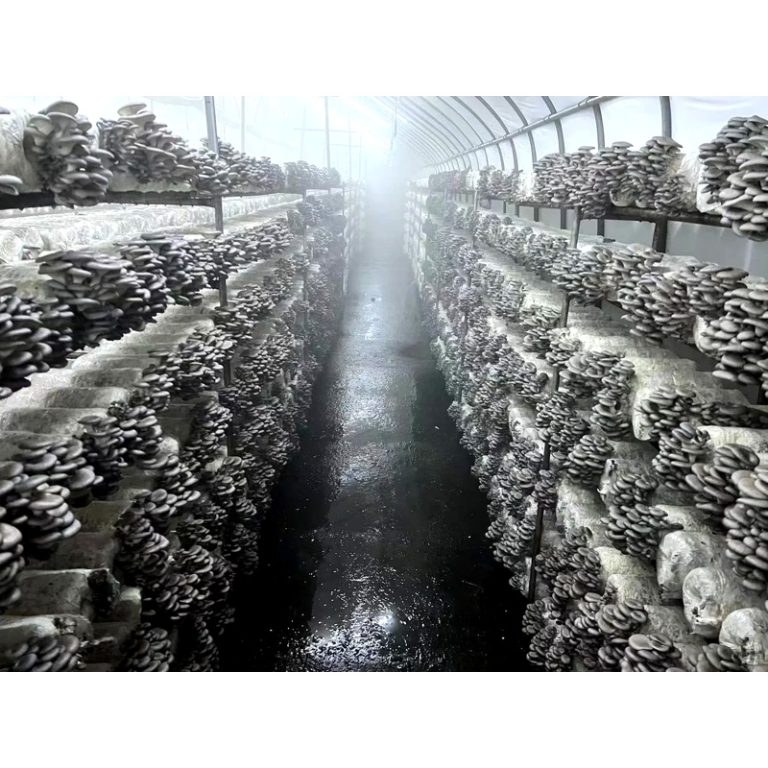 Oyster Mushroom Logs