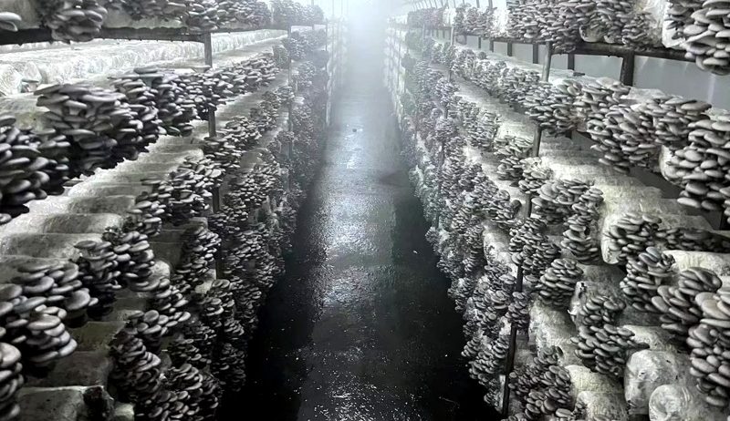 Oyster Mushroom Logs