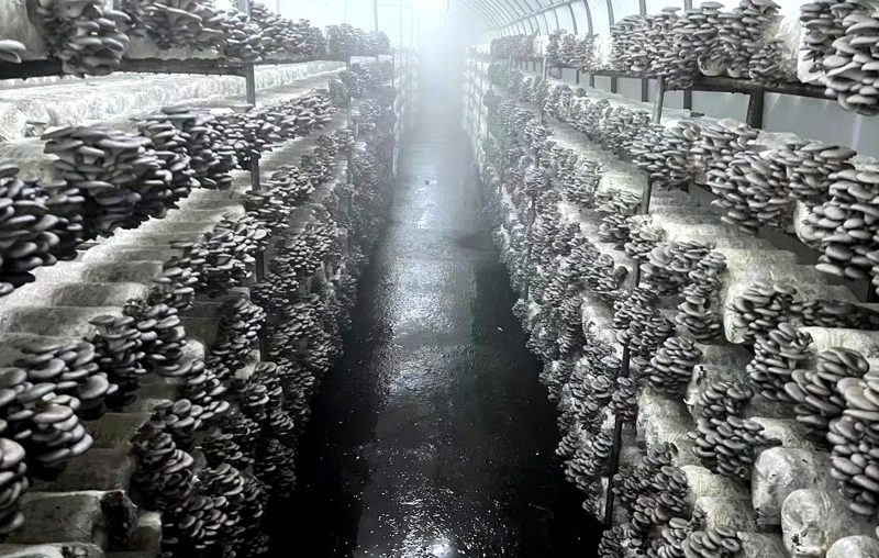 Oyster Mushroom Logs