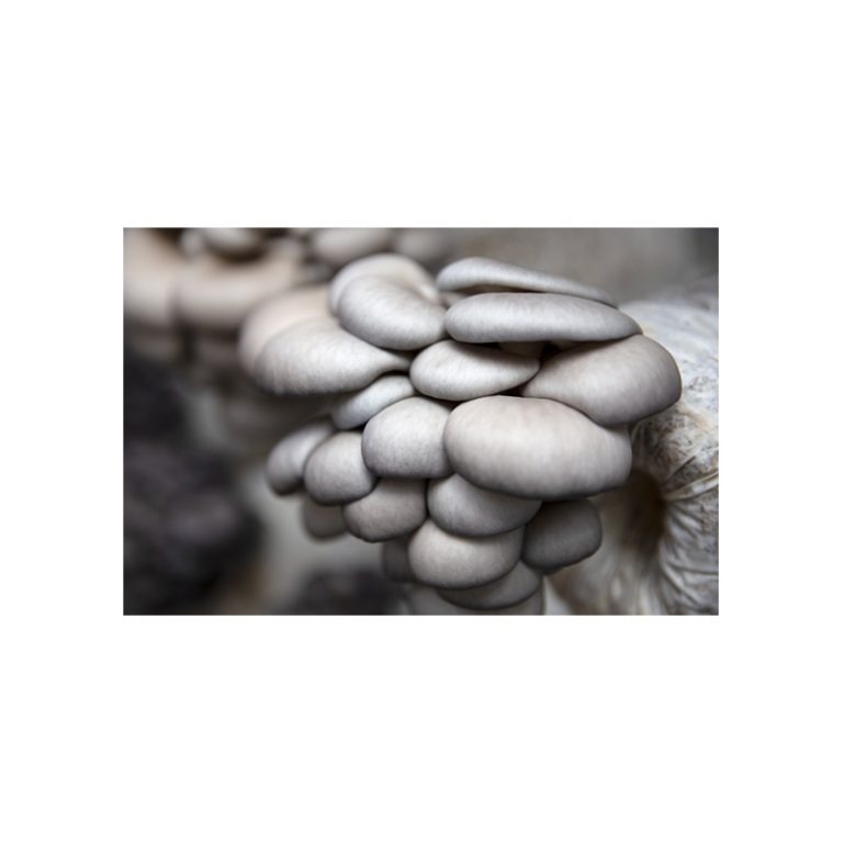 Oyster Mushroom Logs