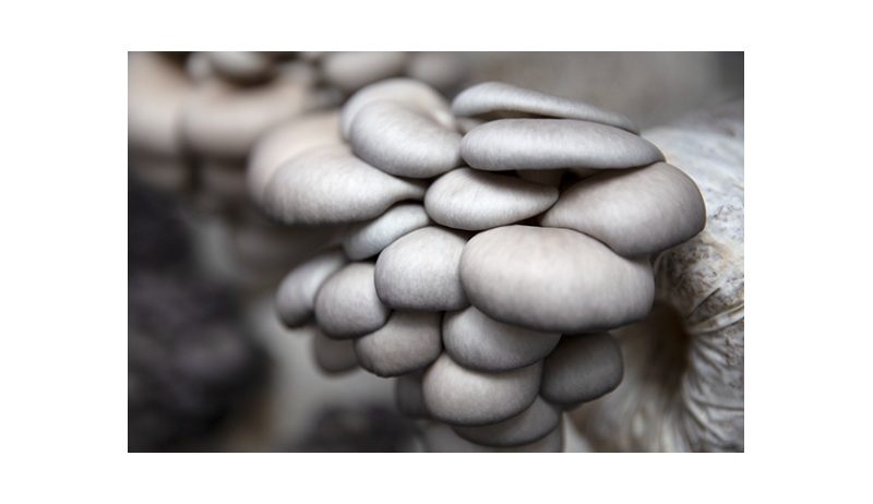 Oyster Mushroom Logs