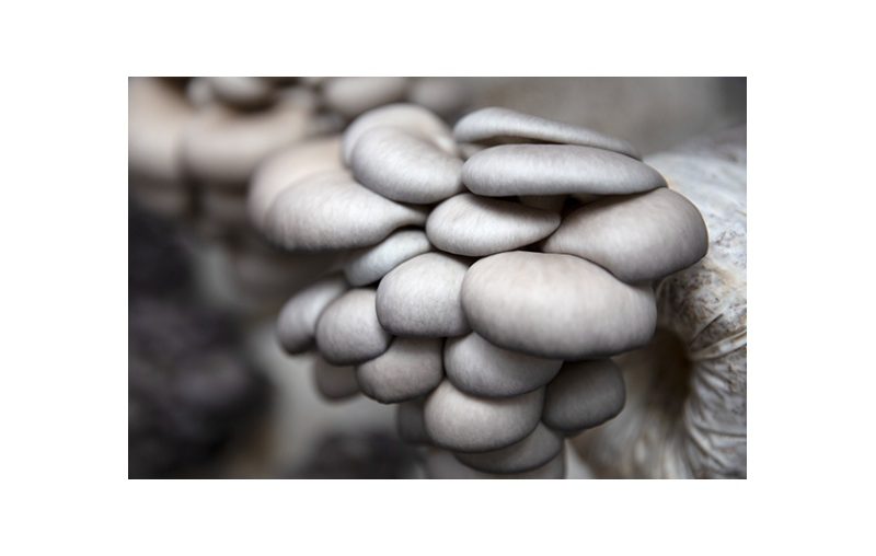 Oyster Mushroom Logs