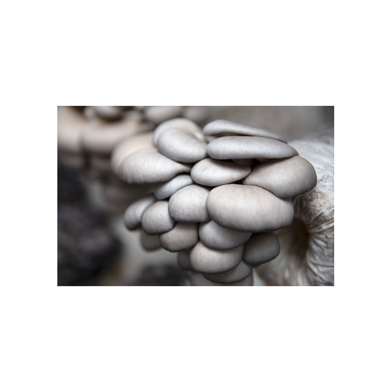 Oyster Mushroom Substrate Logs