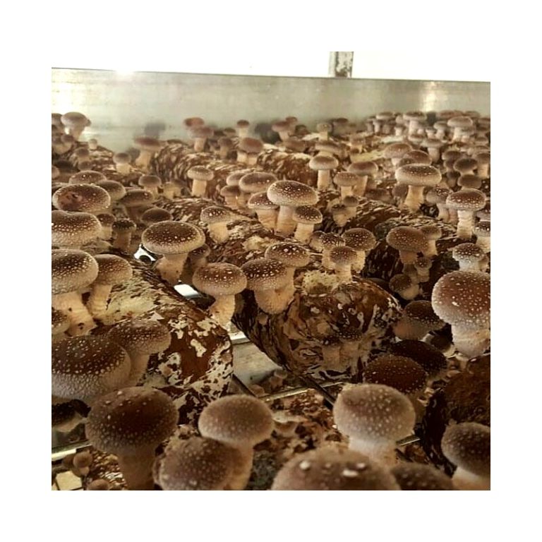 Shiitake Mushroom Logs