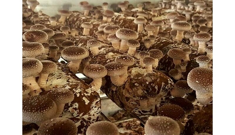 Shiitake Mushroom Logs