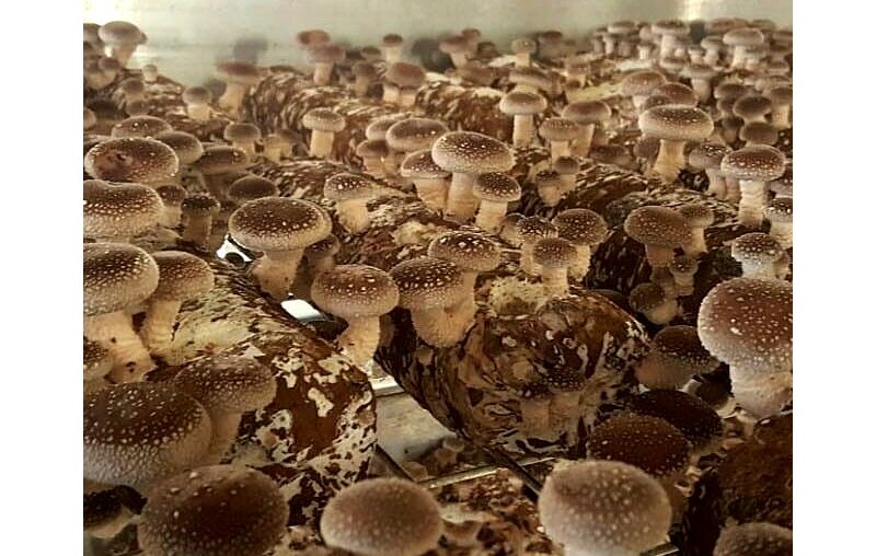 Shiitake Mushroom Logs