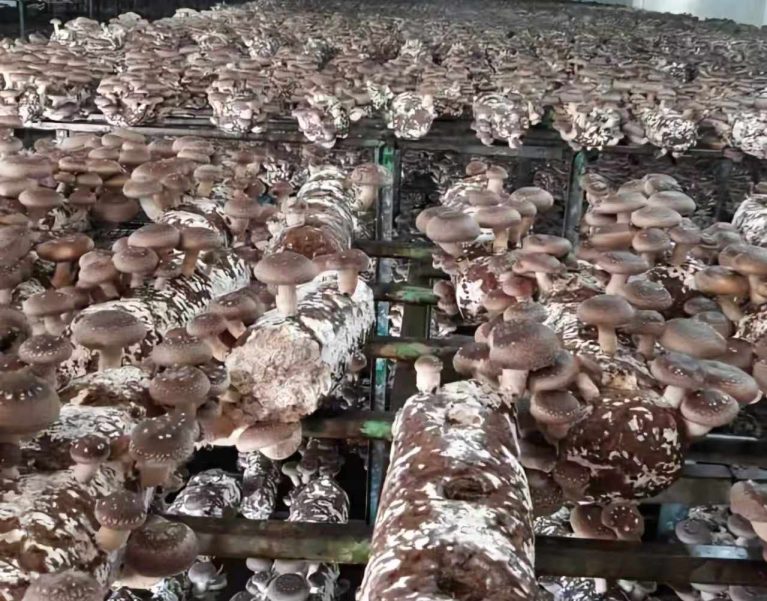 Rows of shiitake logs with developing mushrooms