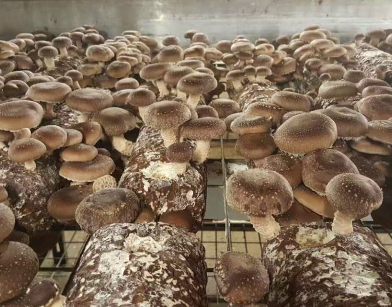 Shiitake mushrooms developing on blocks in a growing room