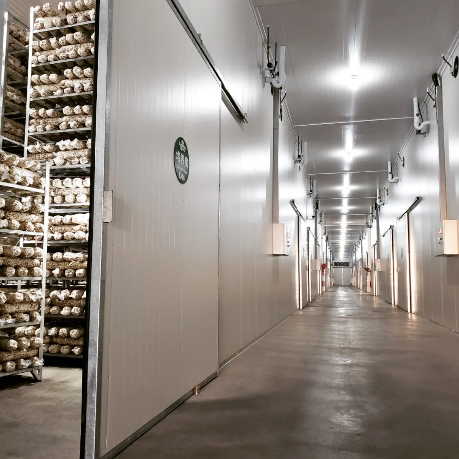 Climate-managed cultivation room corridor with mushroom growing block racks