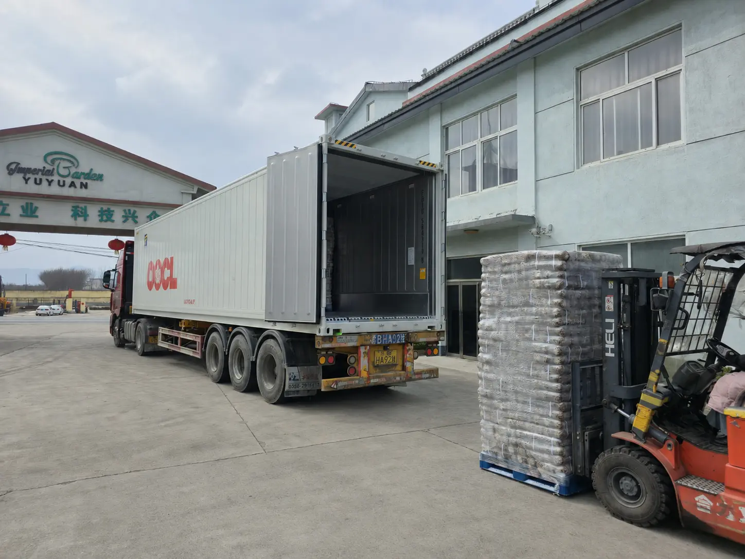 Palletized mushroom growing blocks being loaded into an export reefer container