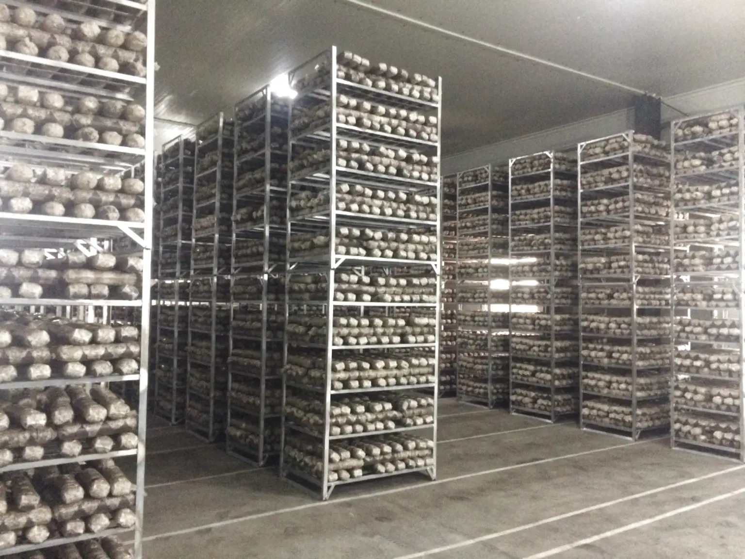 Large-scale mushroom growing block incubation room in Shandong