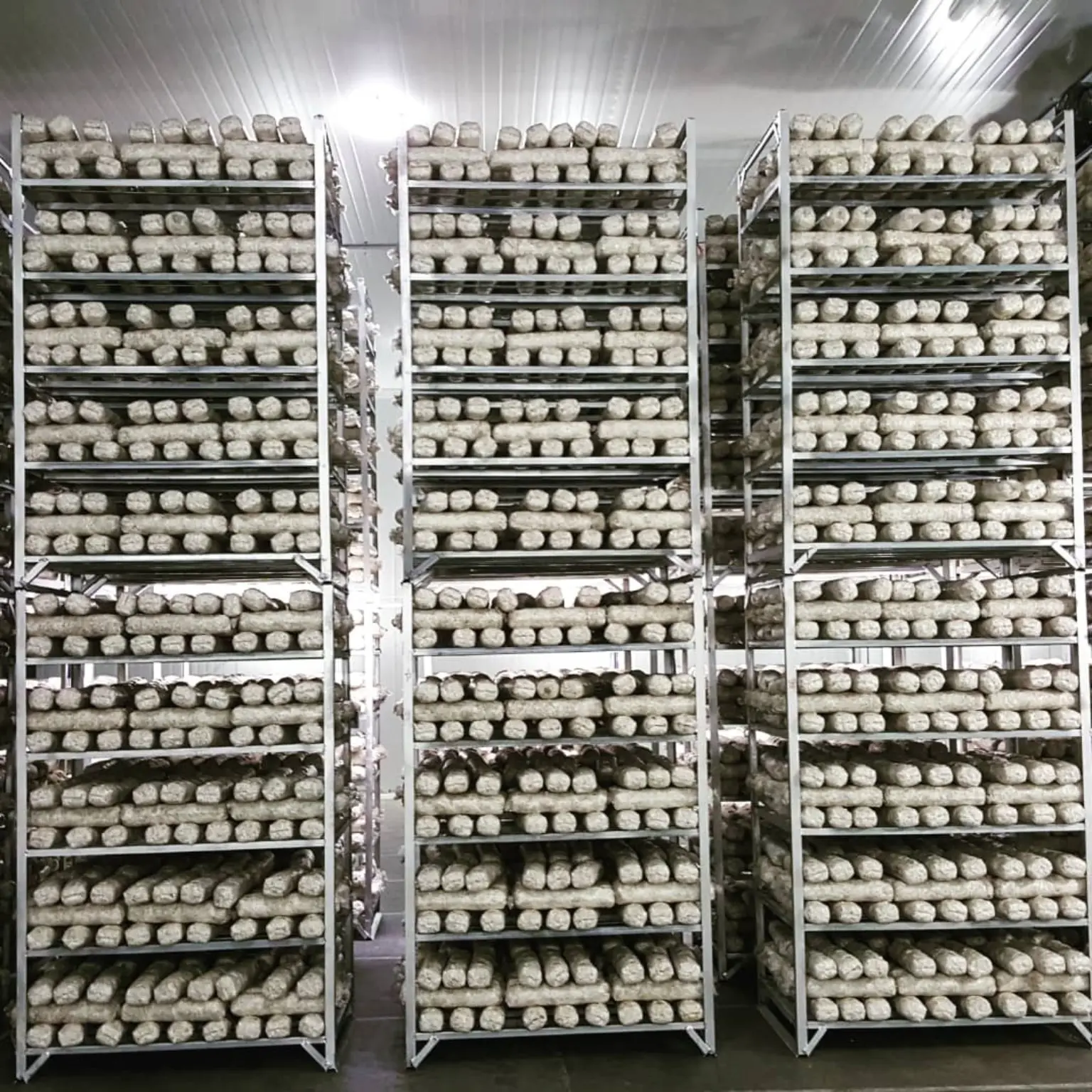 Mushroom growing blocks arranged on stainless steel incubation racks