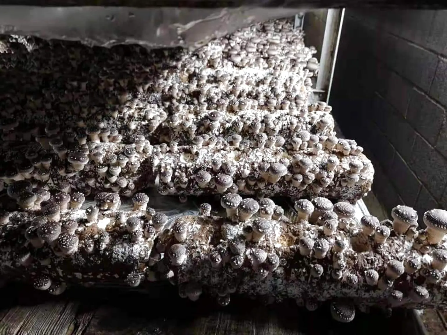 Shiitake mushrooms fruiting from production growing blocks during performance verification